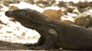 50 sfumature di squame