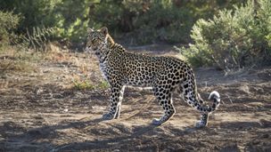 La sfida più difficile