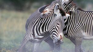 Zebre