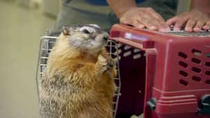 La marmotta