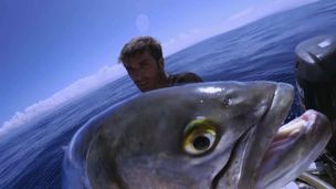 Il predatore dell'Atlantico!