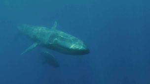 Ep. 2 - I segreti della balena del...