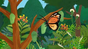 La foresta di farfalle