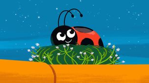 Coccinella, coccinella