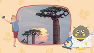 Baobab