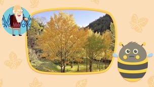 Ginkgo