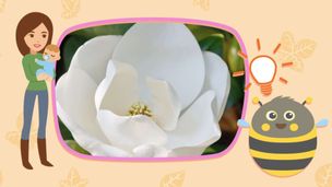 Magnolia