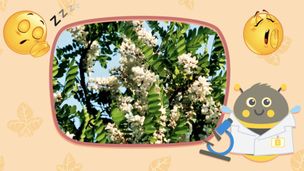 Robinia