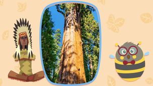 Sequoia