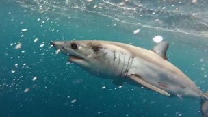 Alla ricerca del Mako