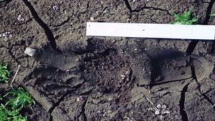 Bigfoot a Bozeman