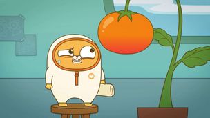 Il pomodoro gigante