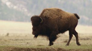 Ep. 4 - Parco nazionale di Yellowstone