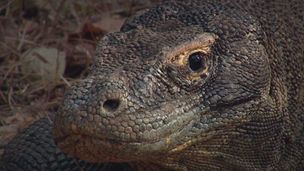 Ep. 6 - Gli animali degli ambienti...