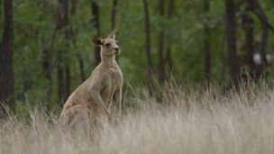 Ep. 6 - Febbre di primavera in Australia