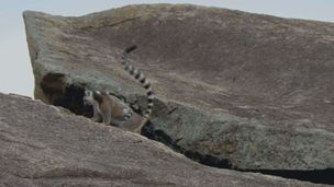 Ep. 7 - Madagascar: lucertole e lemuri