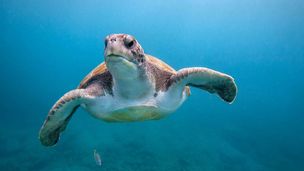 Cani, uccelli migratori e tigri