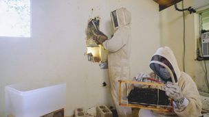 Api alla riscossa
