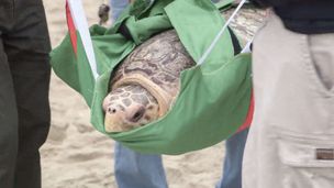 Tartarughe