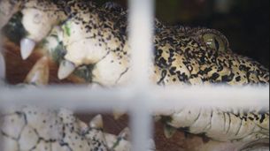 Il coccodrillo