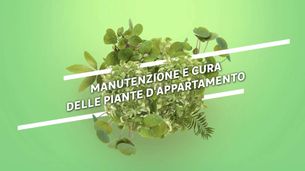 Piante da interno