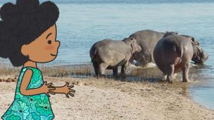 Ippopotamo