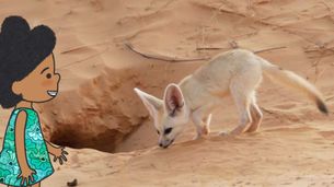 Volpe fennec