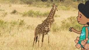 Giraffa
