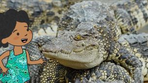Coccodrillo