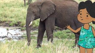 Elefante