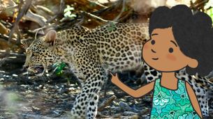 Leopardo