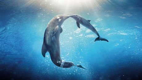 L'incredibile storia di Winter il delfino 2