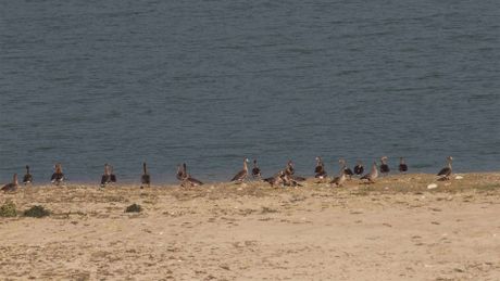 Il popolo migratore