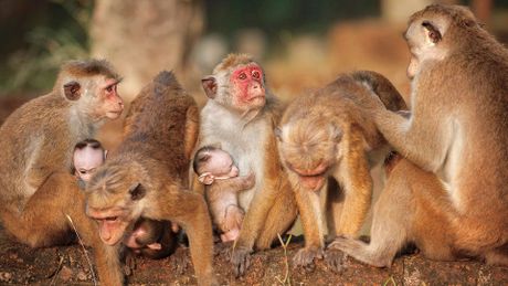 Monkey Kingdom