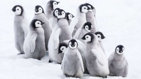 La marcia dei pinguini - Il richiamo