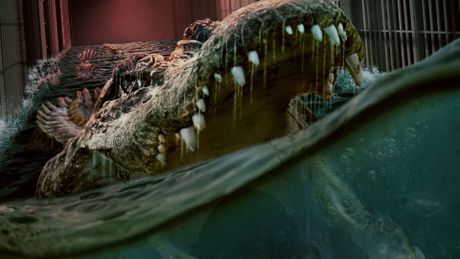 Alligator